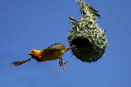 A Cape Weaver bird leaving its nest with wings spreadの写真素材