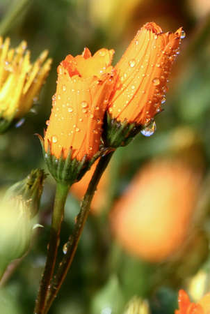 Orange and yellow Namaqualand daisies in the rainの写真素材
