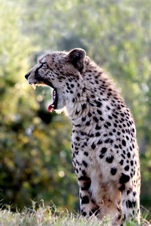 A cheetah from Africa on top of a hill with its mouth wide openの写真素材