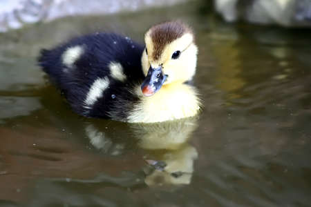 A small duckling swimming on a pondの写真素材