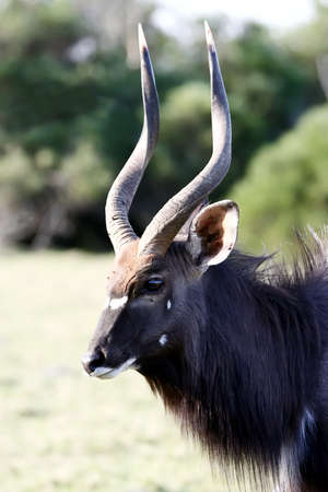 A Nyala (Tragelaphus angasii) ram from South Africa with large pointed hornsの写真素材