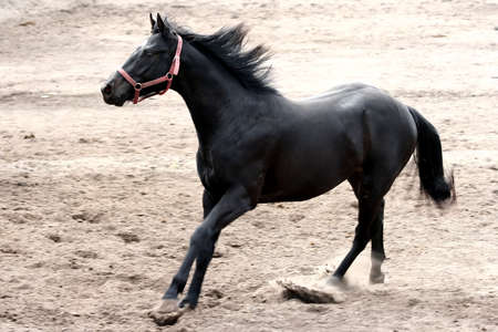 A black stallion running in its paddock