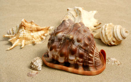 A variety of seashells on the beach sand