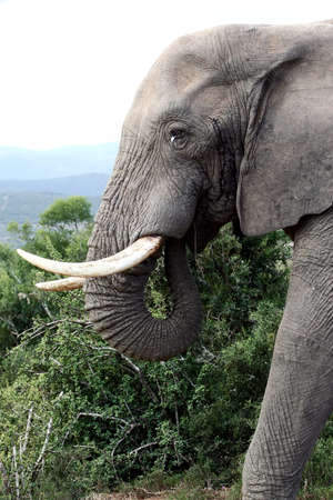 large elephant bull with big tusks a wrinkly skinの写真素材