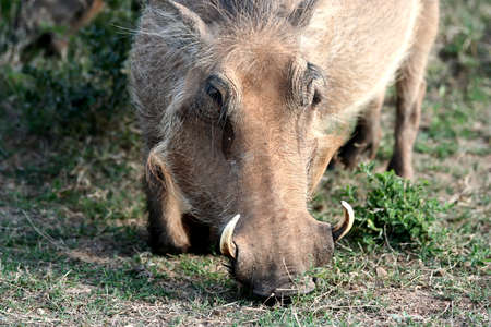 Male or boar warthog with sharp tusks eating grassの写真素材