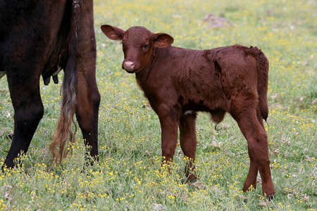 A young bull calf standing behind it's mother cowの写真素材
