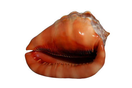 A beautiful conch shell isolated against a white background
