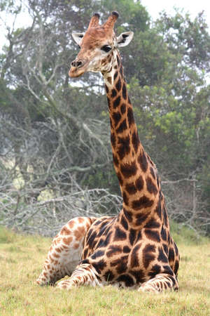 A giraffe with a long neck sitting on the grassの写真素材