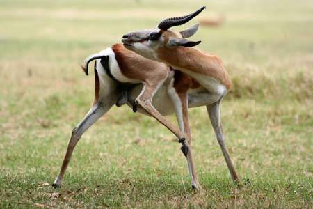 A male springbok grooming itselfの写真素材