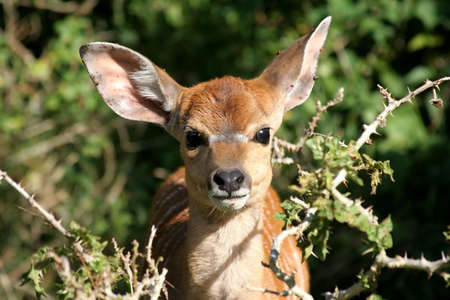 A  nyala antelope with large earsの写真素材