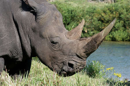 Portrait of a white rhino with huge hornsの写真素材