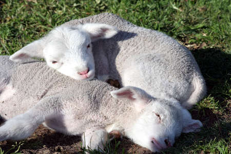 Two new born lambs sleeping together on the grassの写真素材