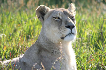 An alert and regal lioness in the long African grassの写真素材