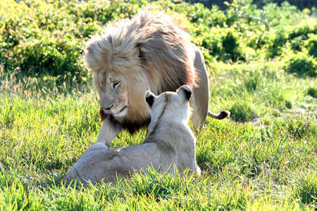 Pair of African lions in the bushの写真素材
