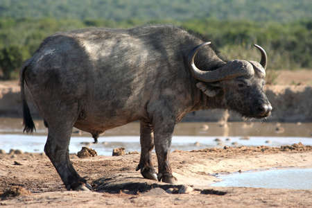 Young Cape Buffalo with large curved horns at a water holeの写真素材