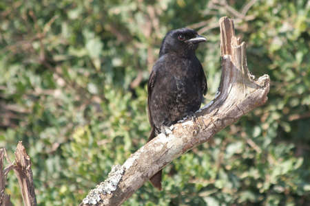 Fork-tailed drongo bird perched on a branchの写真素材