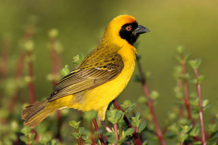 A pretty yellow masked weaver bird sitting on a spekboom bushの写真素材