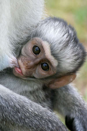 Cute  Vervet Monkey suckling