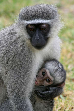 Mother Vervet Mother suckling her cute の写真素材