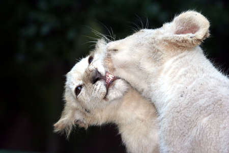 Two rare white lion cubs in a playful mood with the teeth and gums of one showing