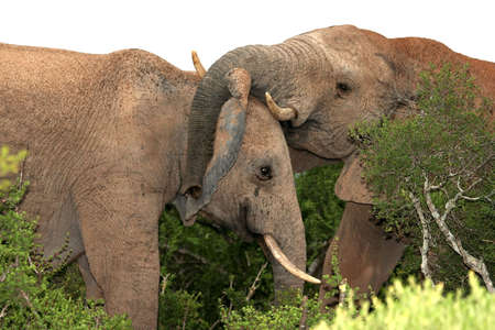Two African Elephants play fighting in the Addo bushの写真素材