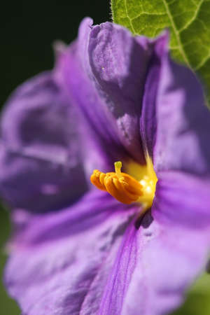 Close up of the stigma and stamens of a purple pansy flowerの写真素材