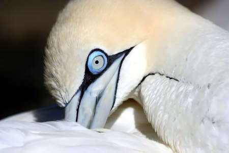 Gannet sea bird with a blue eye preening its feathersの写真素材