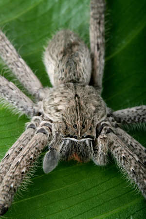 Close up of a hairy tarantula spider on a green laef showing it's eyesの写真素材