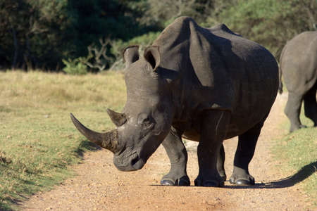 Enormous white rhino standing in the middle of a gravel roadの写真素材