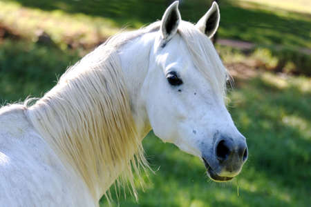 White horse with a blade of grass in it's mouthの写真素材