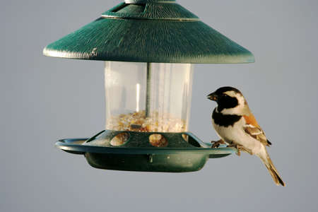 Cape Sparrow eating seed from a bird feederの写真素材