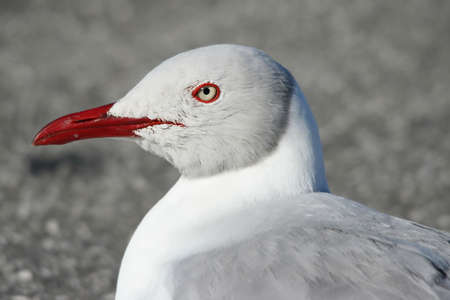 Portrait of a grey gull with a red beakの写真素材