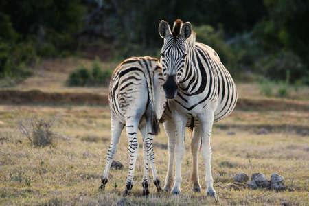 Zebra mother with it's big foal in the African bushの写真素材