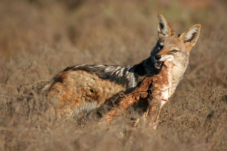 Black-backed jackal with a leg bone from a buffaloの写真素材