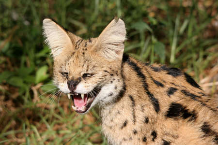 Serval wild cat snarling in the African bushの写真素材