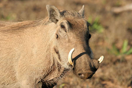 Large African warthog with enormous tusksの写真素材