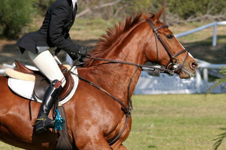 Beautiful brown horse runnning at a show jumping competitionの写真素材