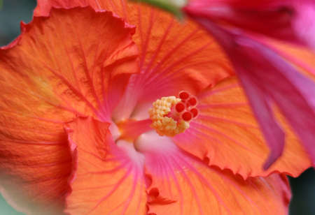 Beautiful tropical hibicus flower and green leaves backgroungの写真素材