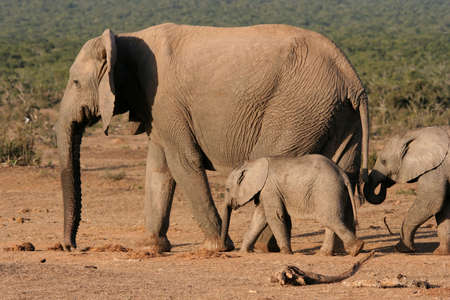 Elephant mother leading her two young offspringの写真素材