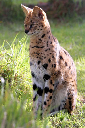 Beautiful slender seval wild cat sitting on grassの写真素材