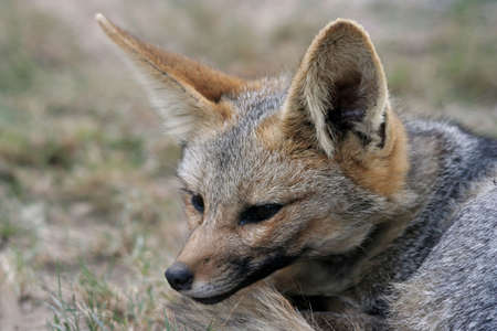 Cute Cape fox with large ears and slender snout