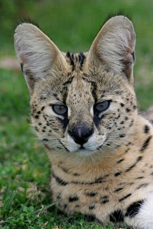 Beautiful slender seval wild cat lying on grassの写真素材