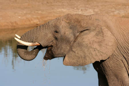 Large male African Elephant squirting water into its mouth with its trunkの写真素材