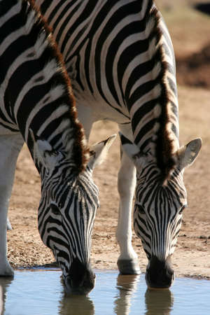 Two zebras quenching their thirst at a water hole in Africaの写真素材