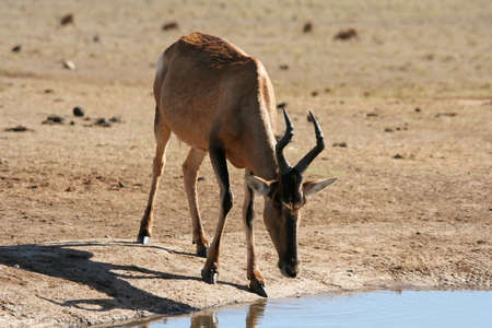 Red Hartebeest antelope drinking water at a pondの写真素材