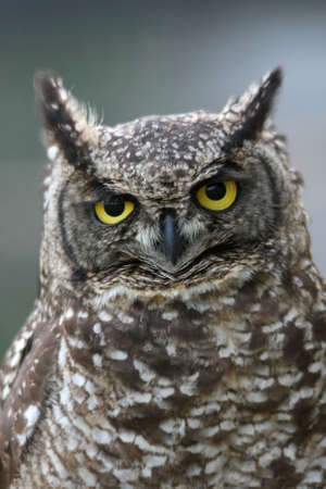 Eagle owl with large round yellow eyes and speckled feathersの写真素材