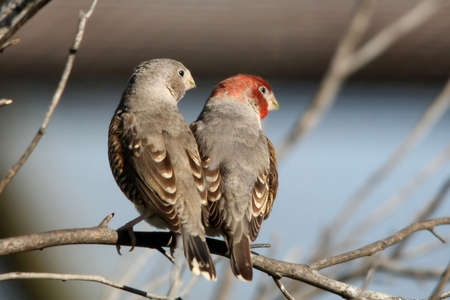 Pair of Redheaded Finches perched on a branch