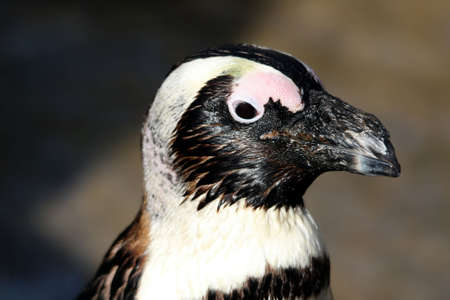 Portrait of a jackass or blackfooted penguinの写真素材