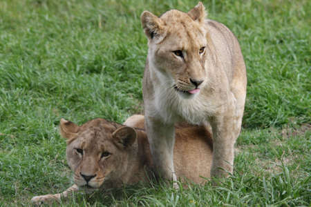 Two young female lions in lush green grassの写真素材