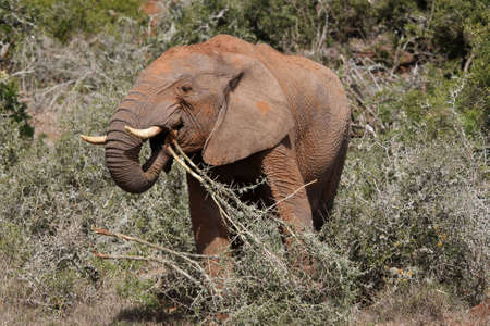 African elephant tearing up and eating thorn treesの写真素材